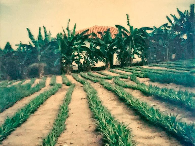 Plantação de abacaxis